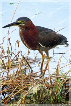 green heron