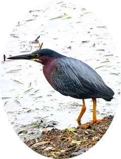 green heron