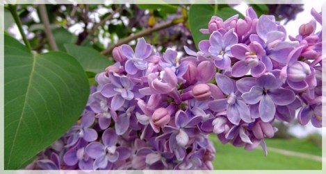 lilac
