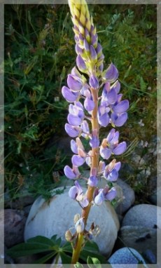 lupine