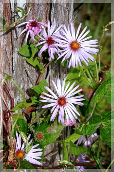 climbing aster