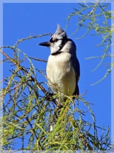 blue jay
