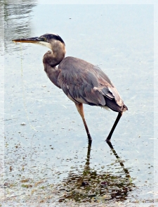 great blue heron