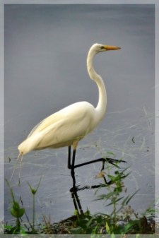 great egret