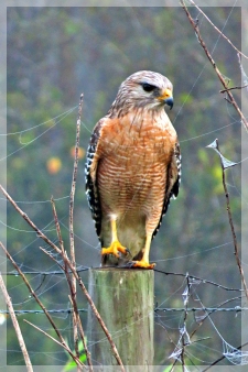 red-shouldered hawk