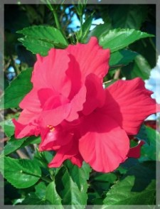 hibiscus