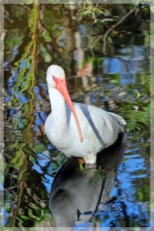 white ibis