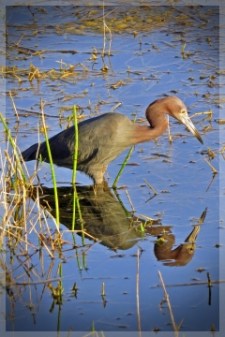 little blue heron