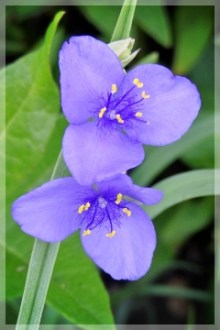 spiderwort
