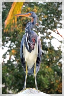 tri-colored heron