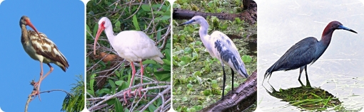 juvenile ibis - juvenile little blue heron