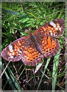 variegated fritillary butterfly