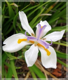 African iris