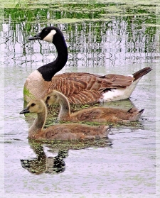 Canadian geese - goslings