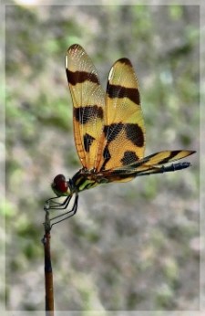 halloween pennant dragonfly