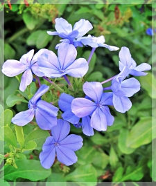 plumbago