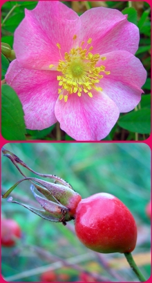 p0rairie rose - rose hip