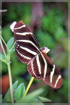 zebra longwing butterfly