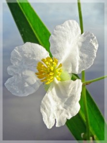 lanceleaf arrowhead - duck potato