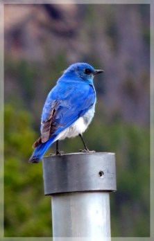 mountain bluebird