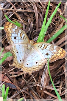 white peacock butterfly