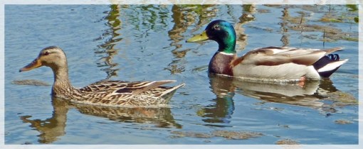 Mallards