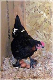 hen and eggs