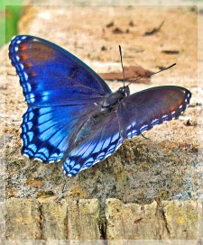 red-spotted purple admiral butterfly