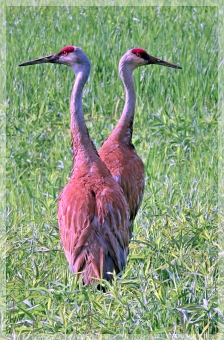 sandhill cranes