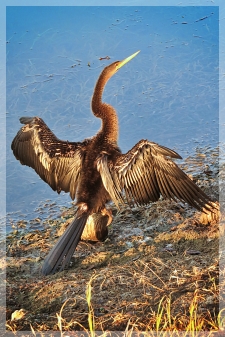 anhinga