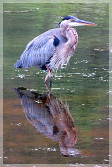 great blue heron