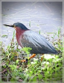 green heron