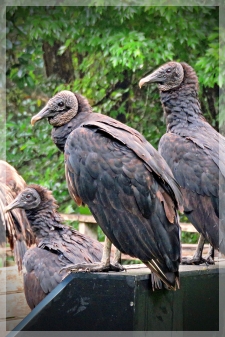 black vultures