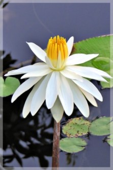 water lily