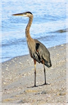 Great Blue Heron