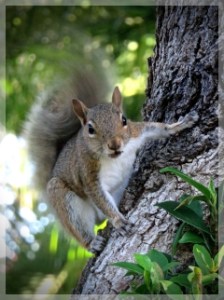 squirrel