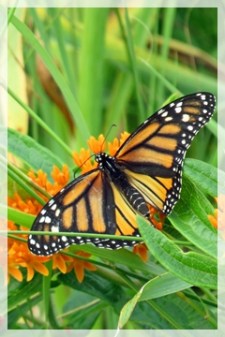 monarch butterfly