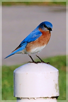 eastern bluebird