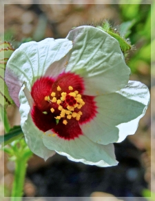Hibiscus trionum - Flower-of-an-Hour