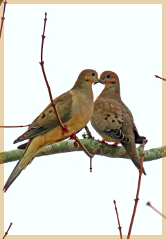 mourning doves
