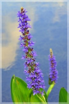 pickerel weed