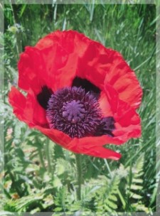 poppy