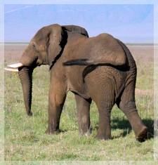 elephant