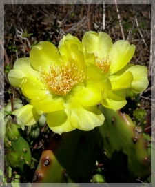 prickly pear cactus