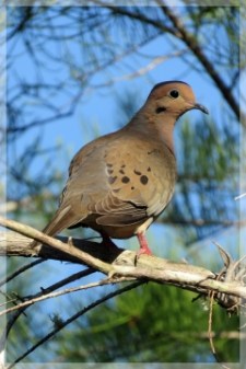 mourning dove