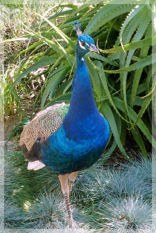 peacock