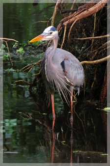 great blue heron