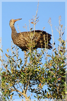 limpkin