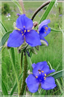 spiderwort