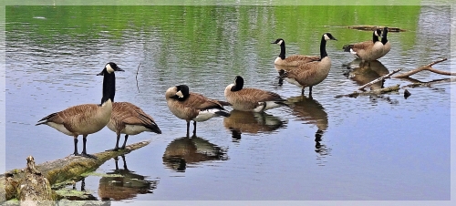 canada geese